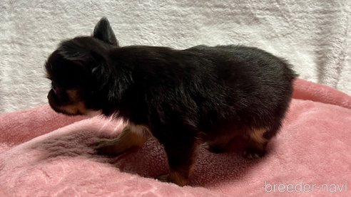 成約済の滋賀県のチワワ(ロングコート)-345448の17枚目
