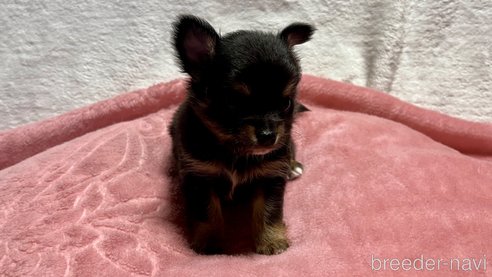 成約済の滋賀県のチワワ(ロングコート)-345448の15枚目