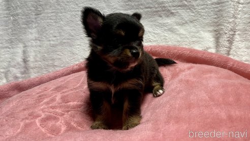 成約済の滋賀県のチワワ(ロングコート)-345448の14枚目