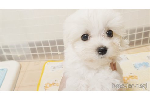 成約済の岡山県のマルチーズ-339309の3枚目