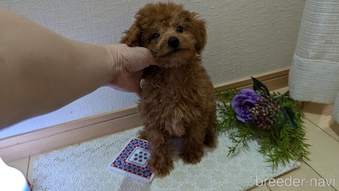 成約済の広島県のタイニープードル-325925の10枚目