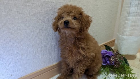 成約済の広島県のタイニープードル-325925の12枚目
