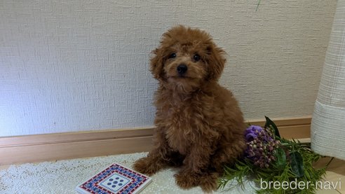 成約済の広島県のタイニープードル-325925の13枚目