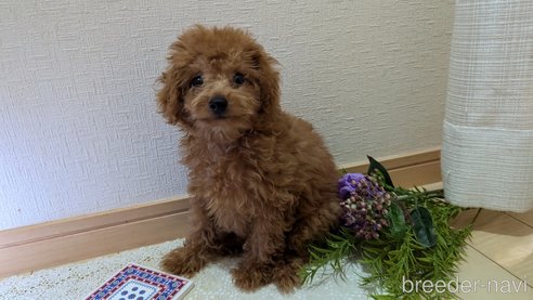 成約済の広島県のタイニープードル-325925の14枚目