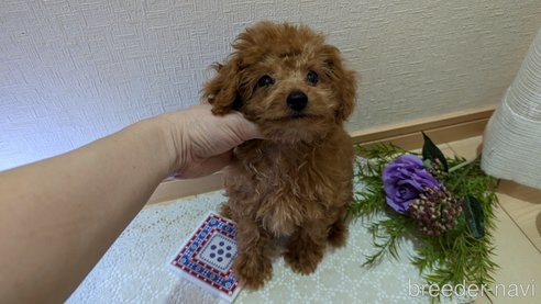 成約済の広島県のタイニープードル-325925の15枚目