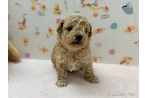 成約済の東京都のマルプー:マルチーズ×トイプードル-345510の10枚目