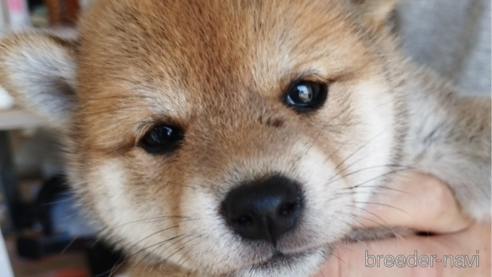 成約済の千葉県の柴犬-342723の3枚目