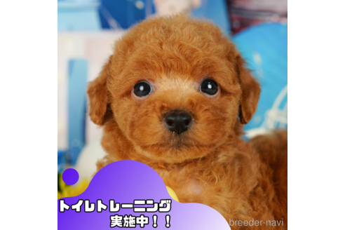成約済ののトイプードル-345524