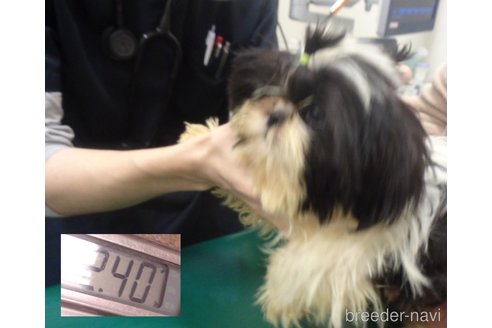 成約済の茨城県のシーズー-345533の10枚目