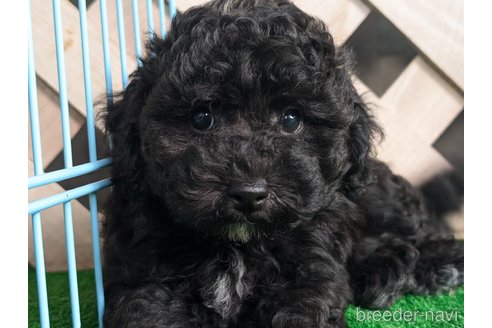 成約済の香川県のミックス犬-338061の7枚目