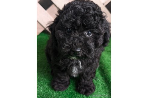 成約済の香川県のミックス犬-338061の6枚目