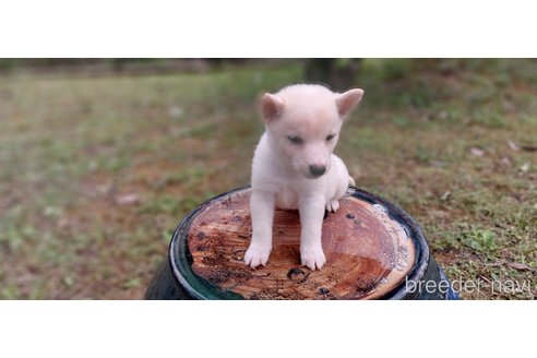 成約済の熊本県の豆柴-345572の2枚目