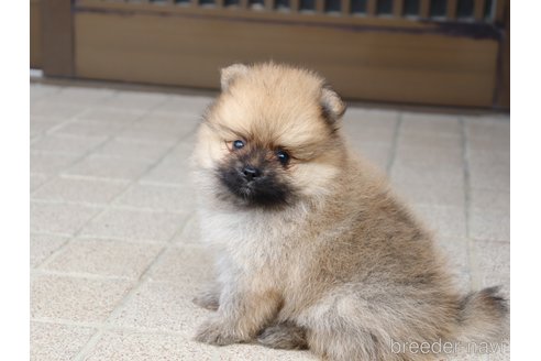 成約済の埼玉県のポメラニアン-343726の4枚目