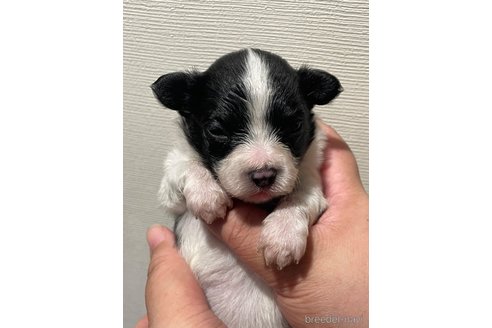 成約済の滋賀県のパピヨン-345589の9枚目