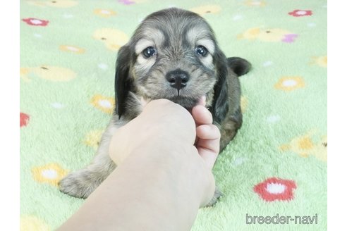 成約済の兵庫県のミニチュアダックスフンド(ロングヘアード)-345590の3枚目