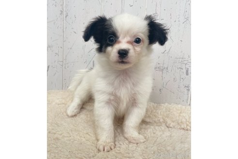 成約済の千葉県のミックス犬-343622の1枚目