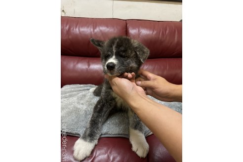 成約済の岐阜県の秋田犬-341386の3枚目