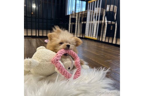 成約済の栃木県のポメプー:ポメラニアン×トイプードル-339475の28枚目