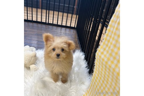 成約済の栃木県のポメプー:ポメラニアン×トイプードル-339475の27枚目