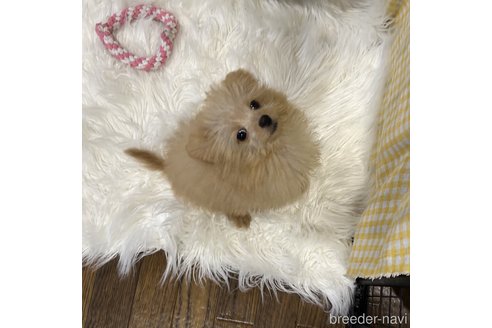 成約済の栃木県のポメプー:ポメラニアン×トイプードル-339475の26枚目