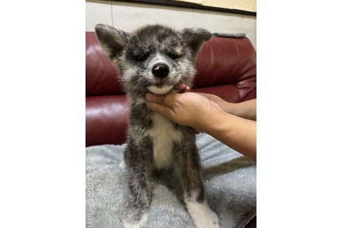 成約済の岐阜県の秋田犬-341387の1枚目