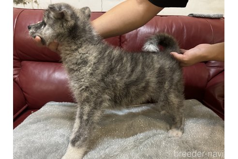 成約済の岐阜県の秋田犬-341387の3枚目
