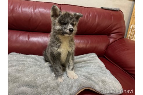 成約済の岐阜県の秋田犬-341387の2枚目