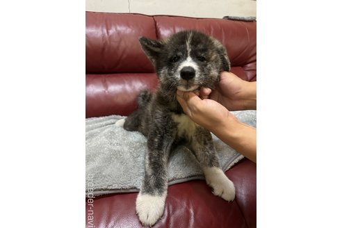 成約済の岐阜県の秋田犬-341386