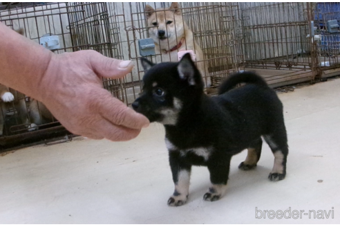成約済の佐賀県のミックス犬-345613の4枚目
