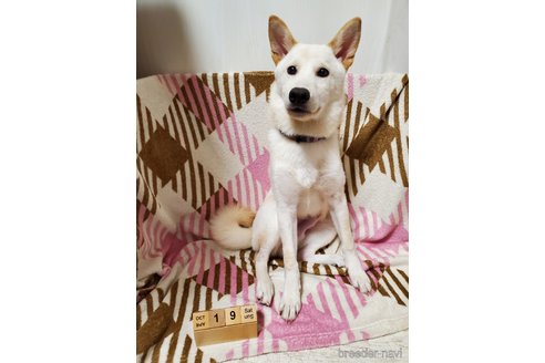成約済の千葉県の柴犬-337309の3枚目