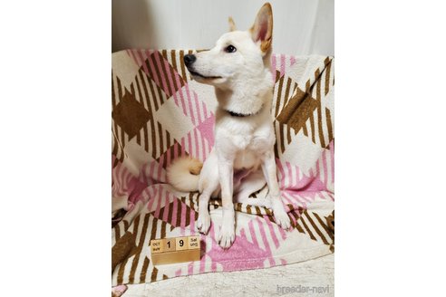 成約済の千葉県の柴犬-337309の2枚目