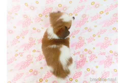 成約済の千葉県のパピヨン-342754の5枚目