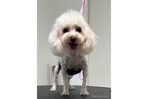 プティちゃん1枚目