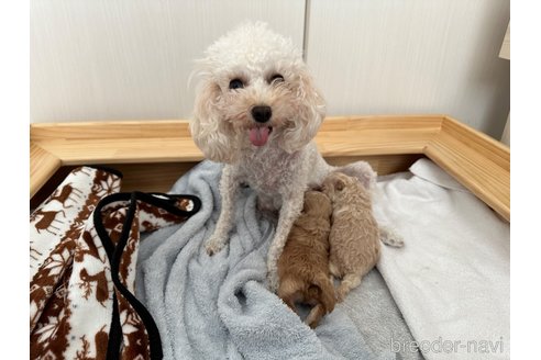 プティちゃん1枚目
