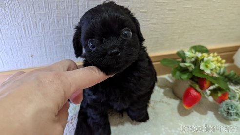 成約済の広島県のチワプー:チワワ×トイプードル-341840の10枚目