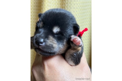 成約済の愛知県の柴犬-345641の21枚目