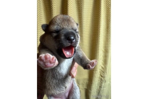 成約済の愛知県の柴犬-345643の12枚目