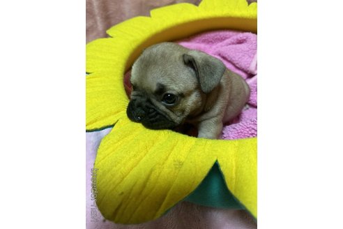 成約済の福岡県のフレンチブルドッグ-345650の3枚目