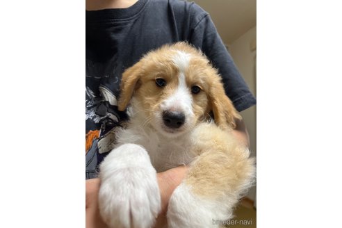 成約済の埼玉県のミックス犬-345653の3枚目