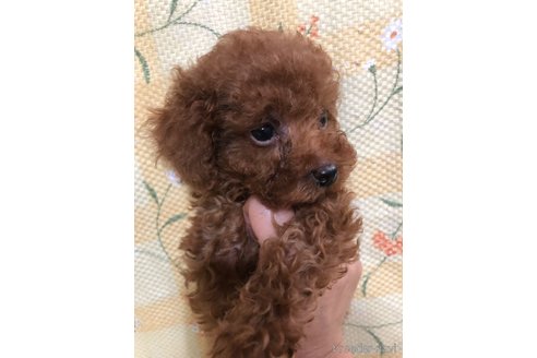 成約済の兵庫県のトイプードル-343505の7枚目