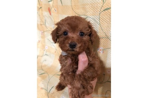 成約済の兵庫県のトイプードル-343515の9枚目