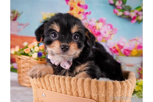 成約済の東京都のミックス犬-345672の6枚目