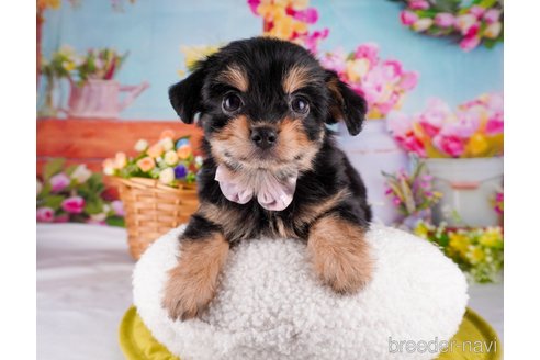 成約済ののミックス犬-345672