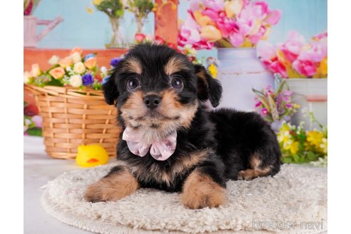 成約済の東京都のミックス犬-345672の4枚目