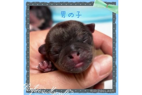 成約済の静岡県のチワワ(ロングコート)-345684の2枚目