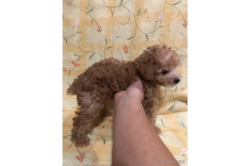 成約済の兵庫県のトイプードル-343499の3枚目