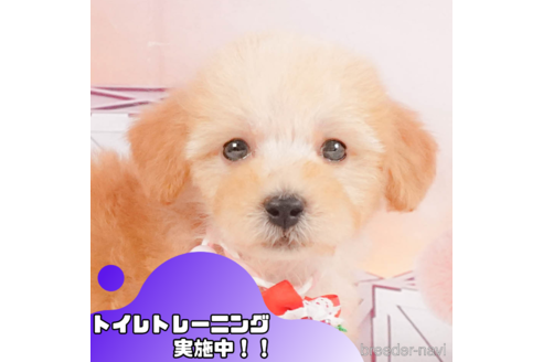 成約済ののトイプードル-345694
