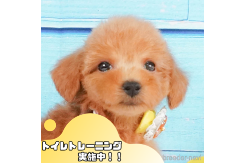 成約済の静岡県のトイプードル-345695の1枚目