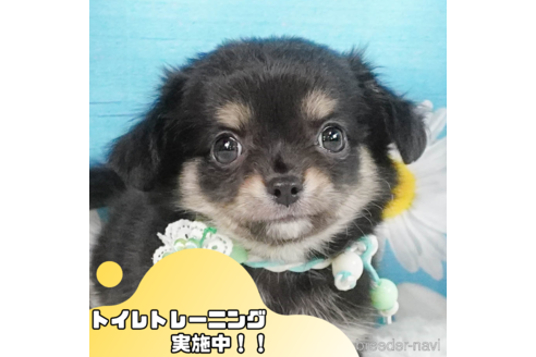 成約済の静岡県のチワワ(ロングコート)-345705の1枚目