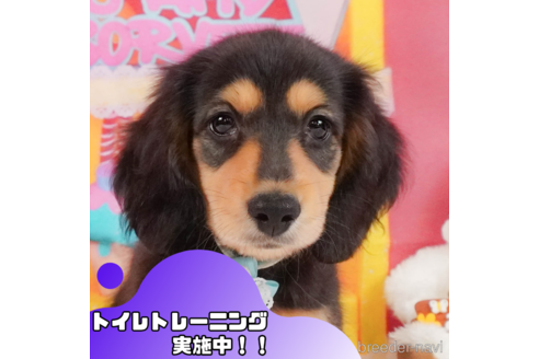 成約済の静岡県のミニチュアダックスフンド(ロングヘアード)-345707の1枚目